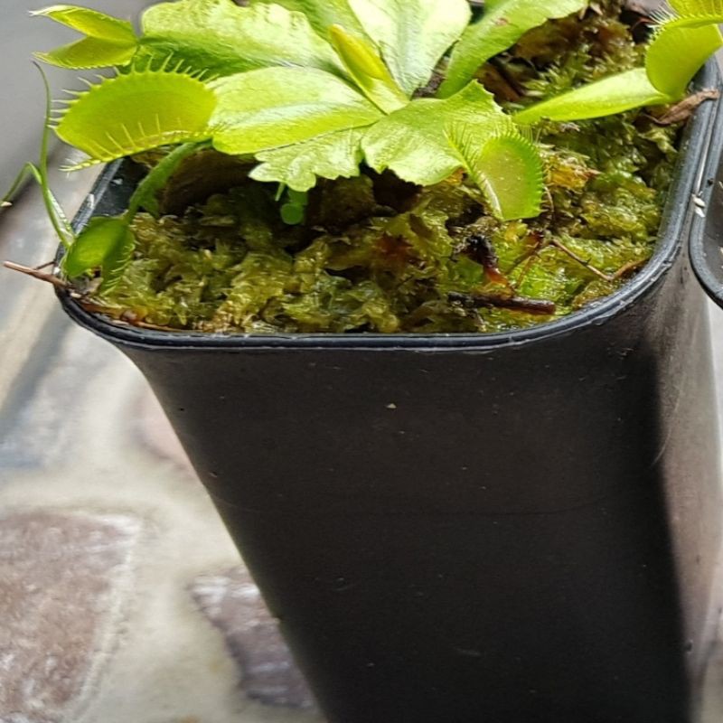 venus flytrap b52