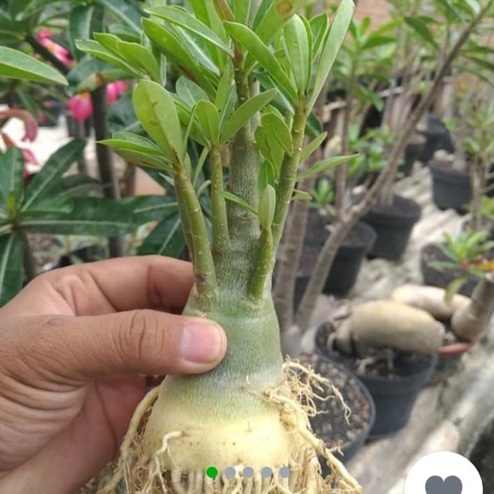 bibit bahan bonsai adenium bonggol besar kamboja jepang