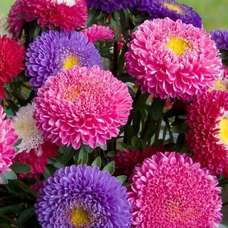 BIBIT BUNGA  ASTER  ASTER  CREGO MIXED HAIRA SEED 