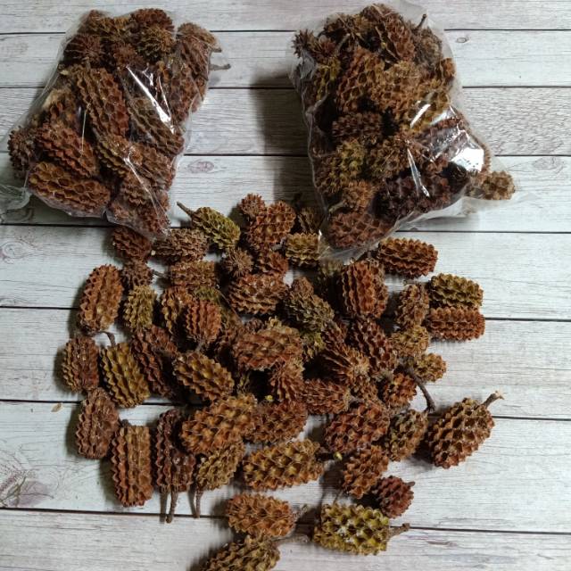 Biji durenan/ biji cemara laut