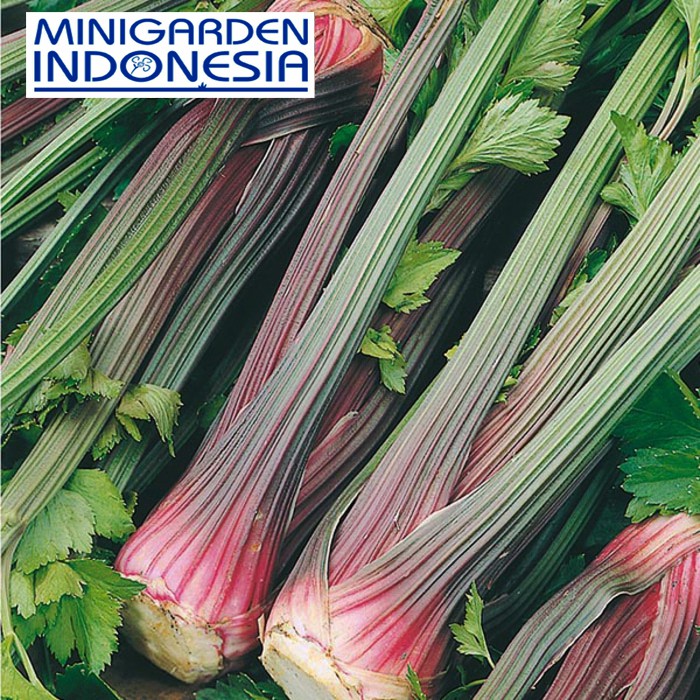 Benih seledri merah BIJI F1 Celery Giant Red Mr Fothergills bibit herbal sayuran hidroponik HERB import