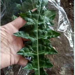 

daun tanaman daruju herbal, jeruju herbal