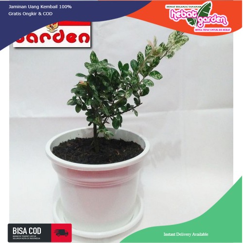 Bahan Bonsai HULMUS micro - ULMUS