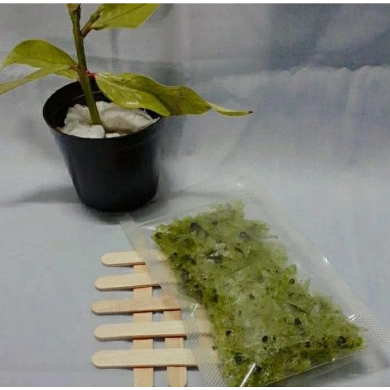 

kripca 30 gram rumput laut