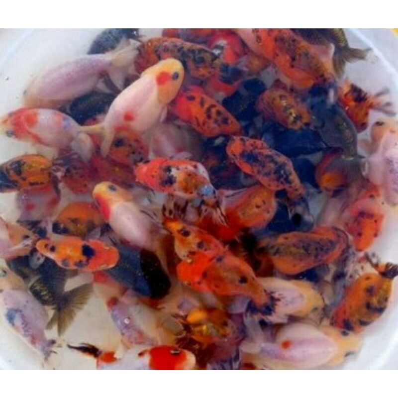 KOKI RANCU TRICOLOUR/PANCA WARNA