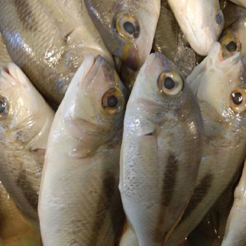 

Ikan Pasiran 1Kg Segar Hasil Laut Harian BERGARANSI