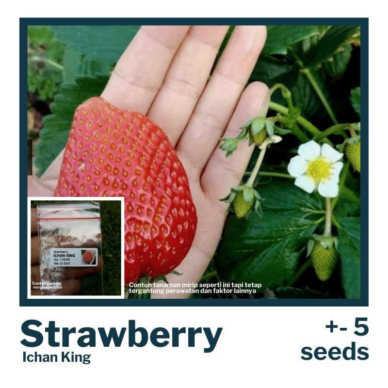 Strawberry Ichan King (+- 5 Benih) bijinya kecil, maaf yg minus hati-hati nanamnya ya