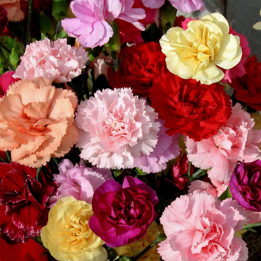 Benih Bibit Biji - Bunga Carnation (Dwarf) Fragrance Mix Flower Seeds - IMPORT