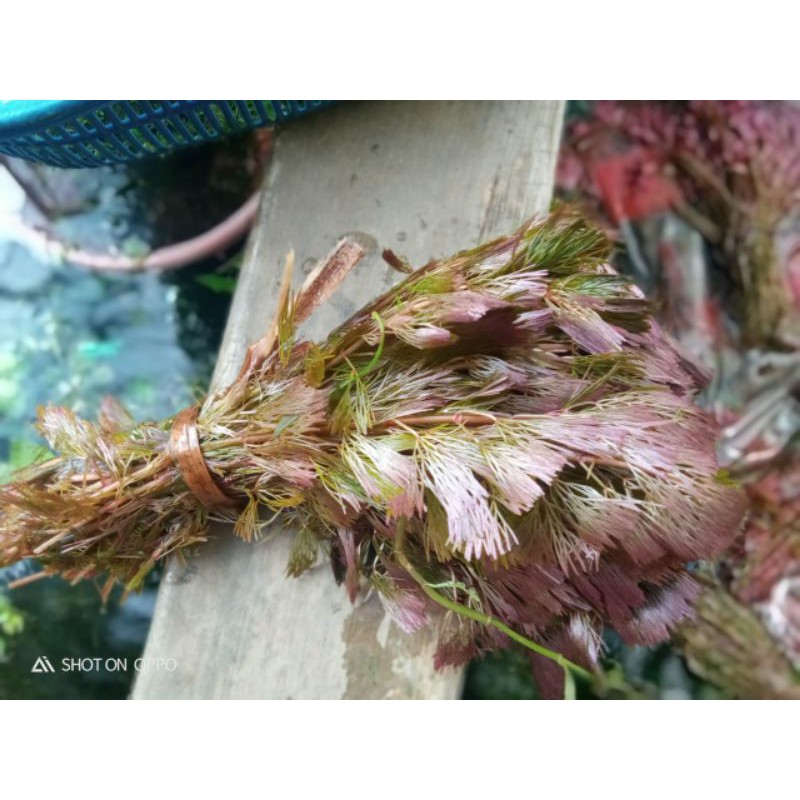 tanaman aquascape Cabomba red