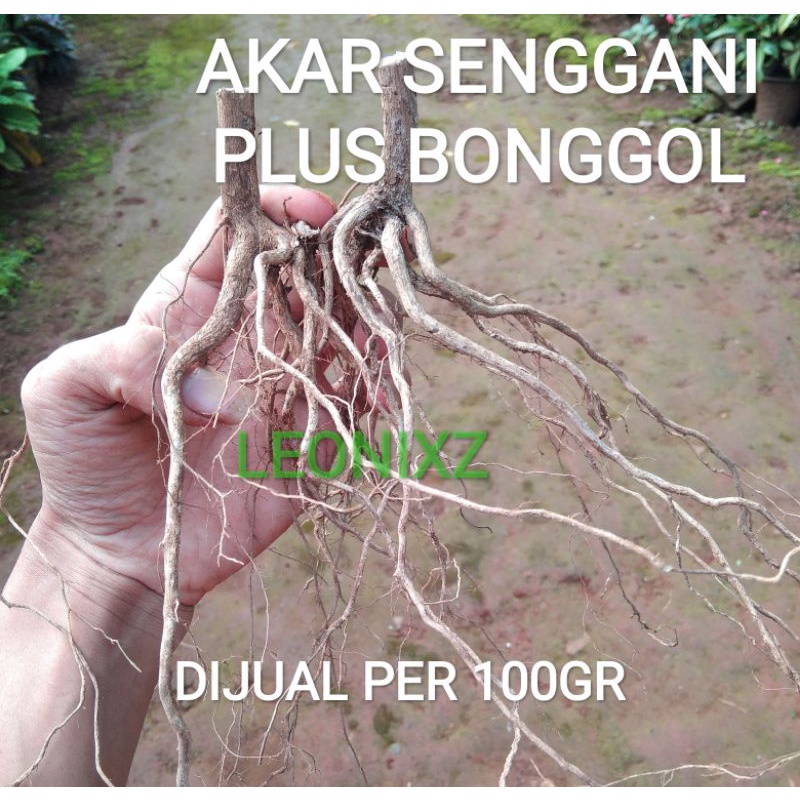 AKAR SENGGANI PLUS BONGGOL AQUASCAPE AQUARIUM