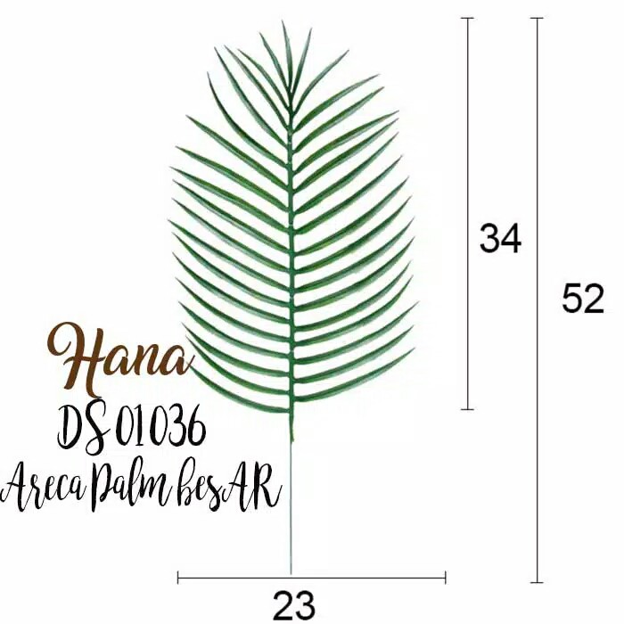 Daun Palm / Daun Paku / Pakis Helai lebar