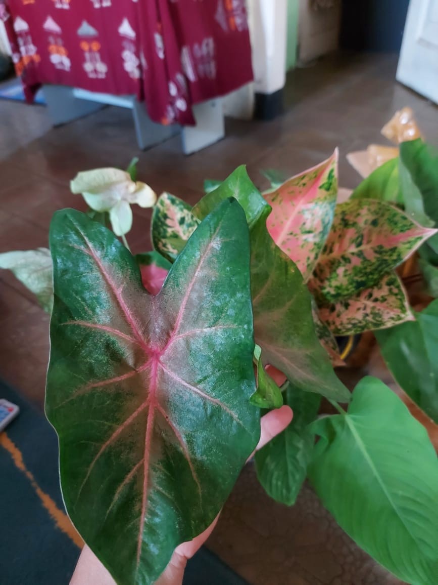 Keladi Red Spider Caladium Keladi Spider Merah