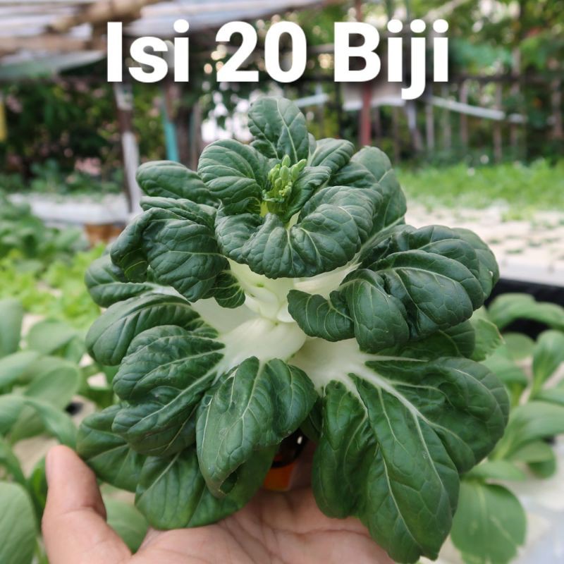 Benih Sawi Nai Bai Eceran