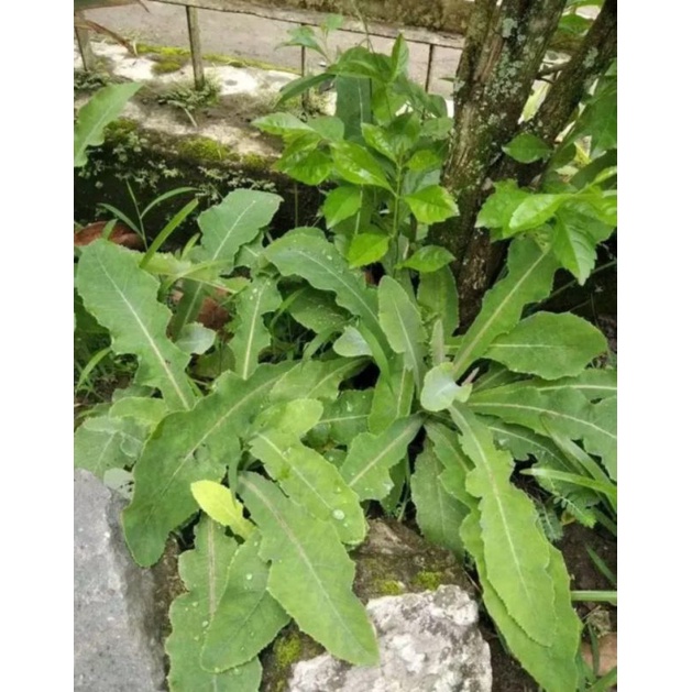 

READY DAUN TEMPUYUNG SEGAR PAKET SEGAR 500.GRM