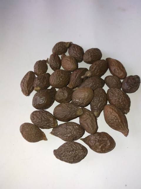 

Buah Tempayang / Buah Semangkuk 100 gram
