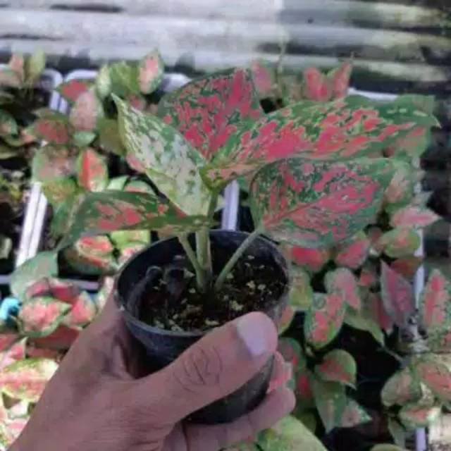 Tanaman hias aglonema dut anjamani bibit aglonema dut anjamani