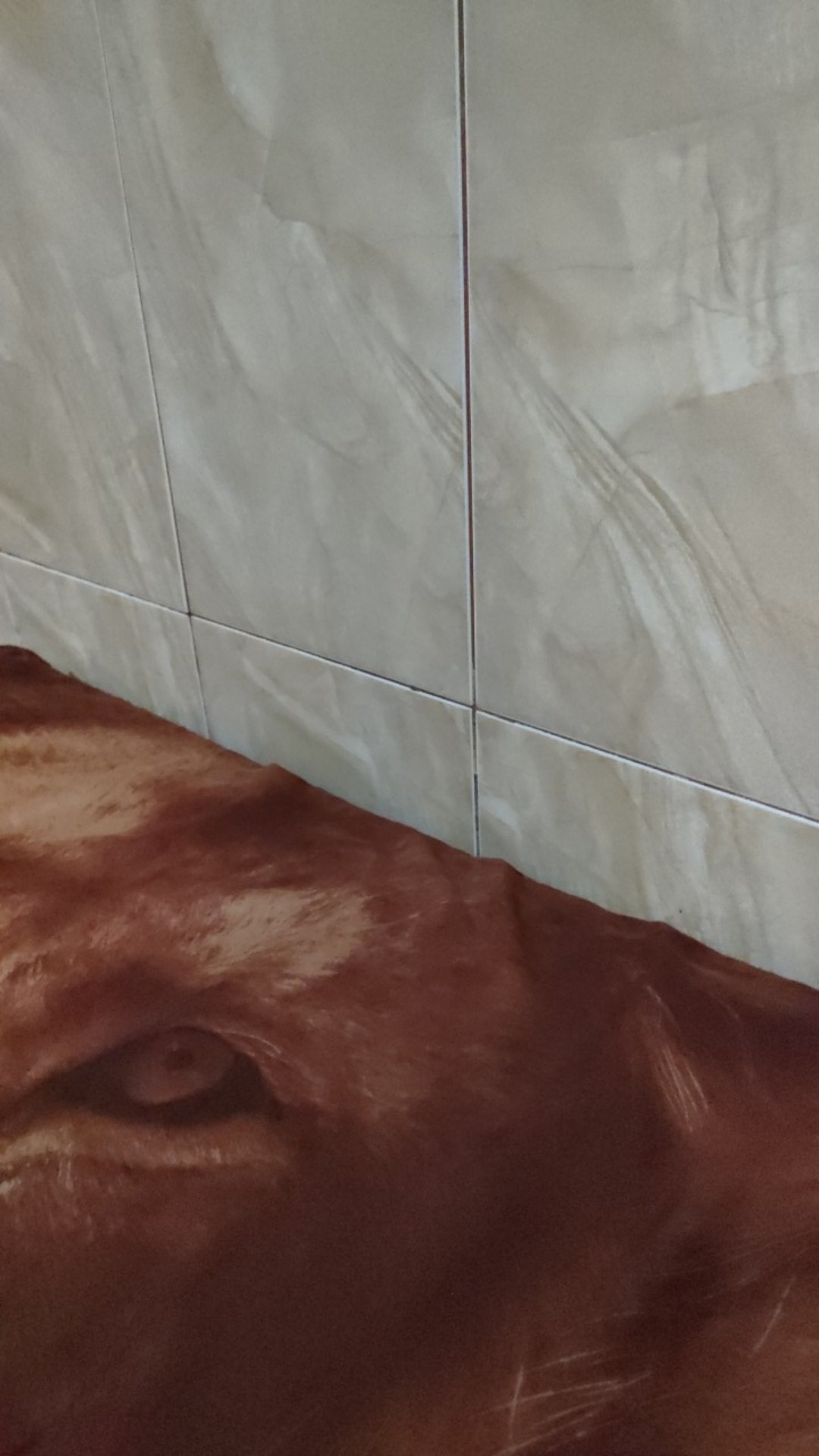 Paket Termurah Homedecor Rayung Rustic Dekorasi Rayung Kering Bunga Rayung Panjang Rayung Natural