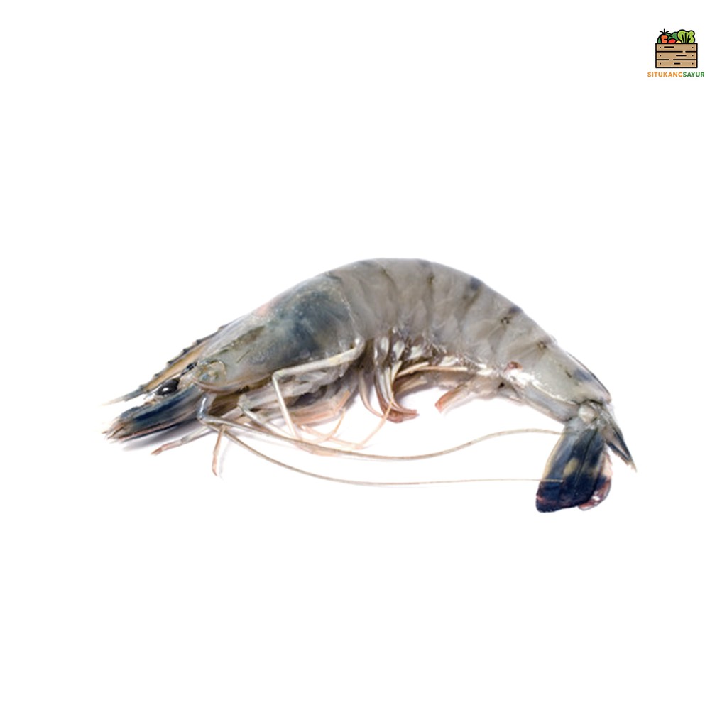 

Udang Peci Jumbo | ±500gr (Kota Bandung & Sekitar)