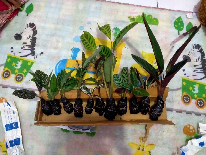 Paket Tanaman Hias Calathea ( Murah )