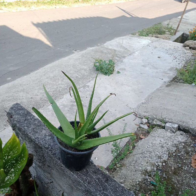 bunga lidah buaya