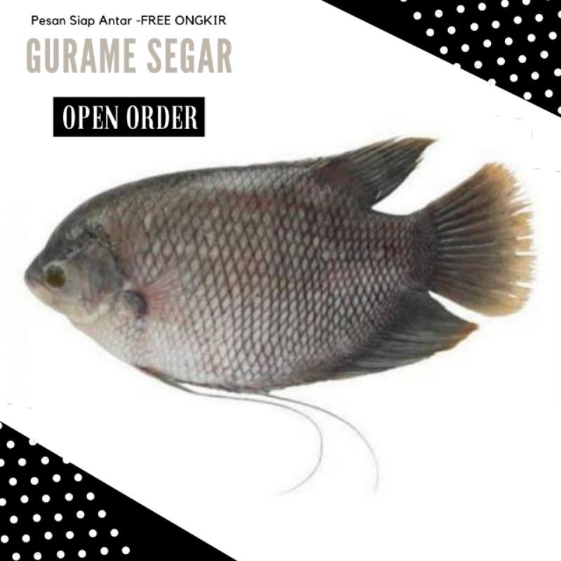 

Ikan gurame