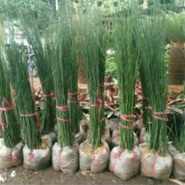 Tanaman hias bambu air - tanaman hias air bambu