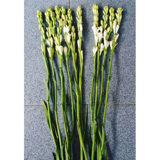 bunga sedap malam bunga jawa sedap malam