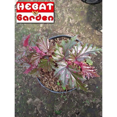 Begonia Spider -Begonia Gryphon