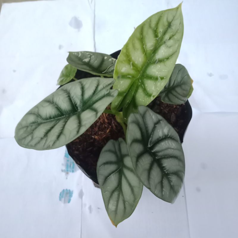 bibit alocasia keladi tengkorak alocasia dragon silver