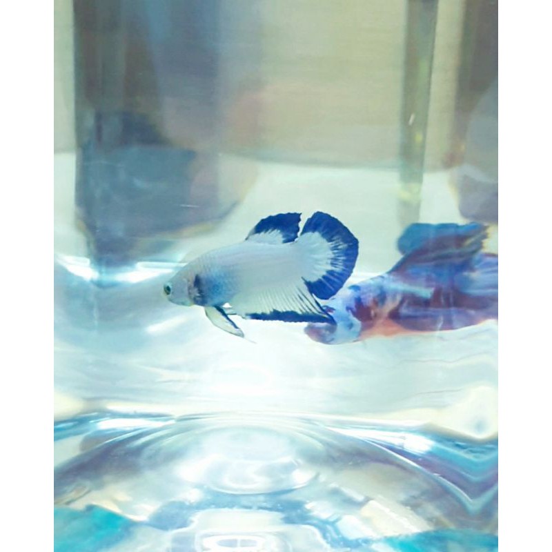 ikan cupang betta blue rim bahanan butterfly top grade