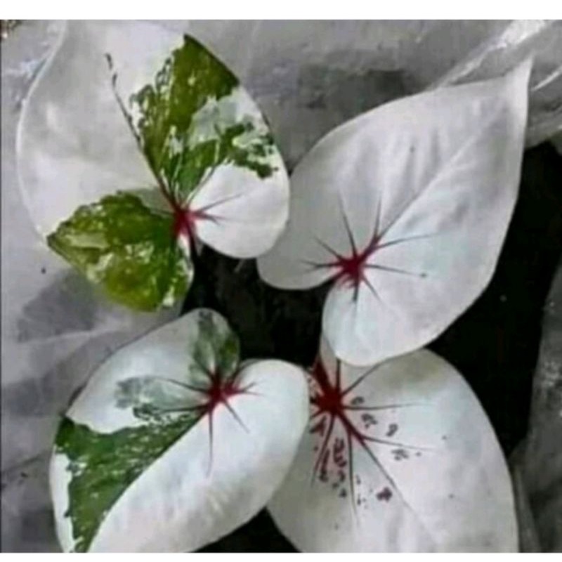 Umbi caladium seven diamond