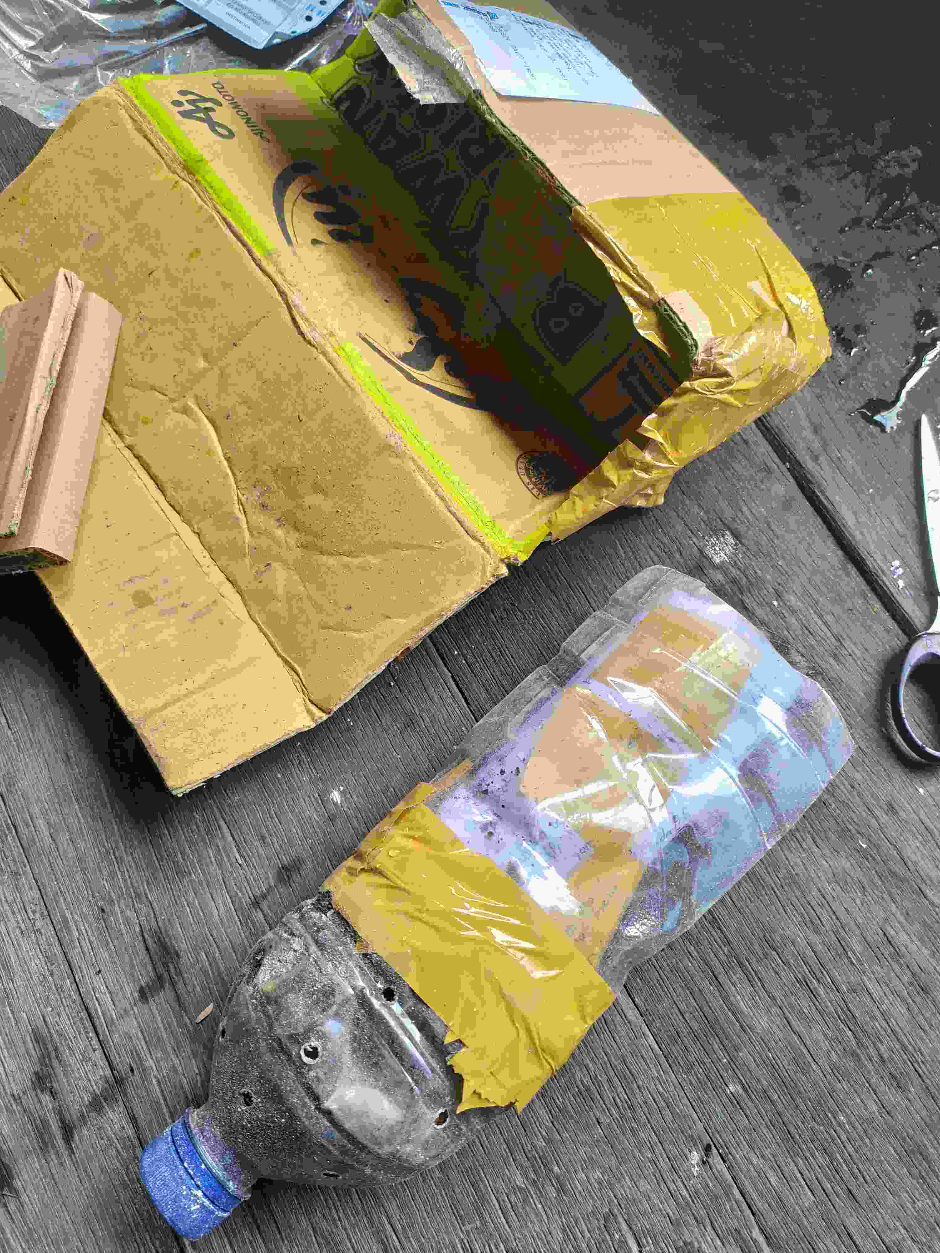  Aglonema  Rotundum  Aceh  Tanaman Hias Khas Sumatera 