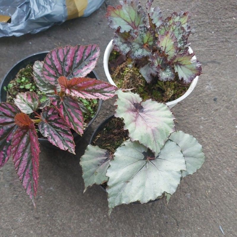 paket begonia