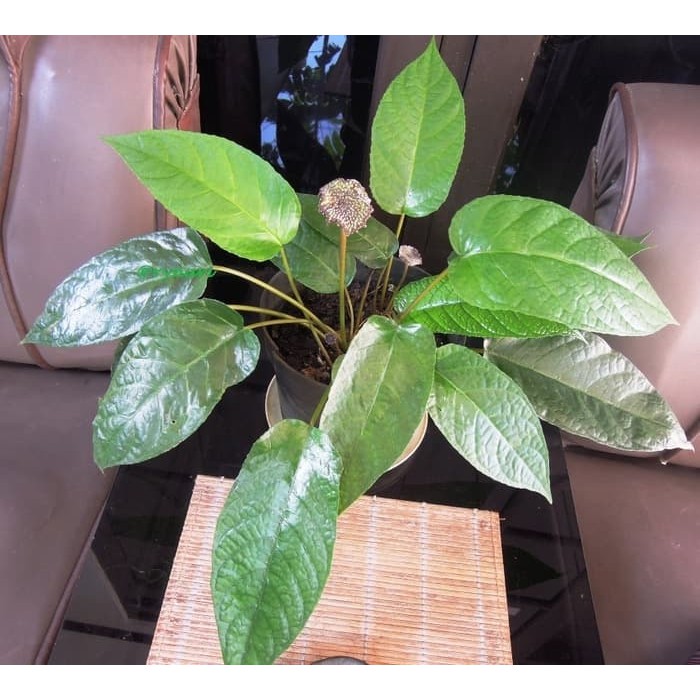 Bibit Tanaman Hias Dorstenia Elata ( Anthurium Konde )