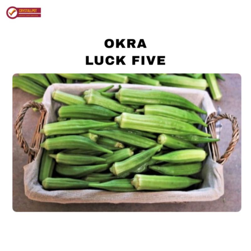 benih bibit OKRA F1 LUCKY FIVE known you seed - KYS OKRA F1 LUCKY FIVE