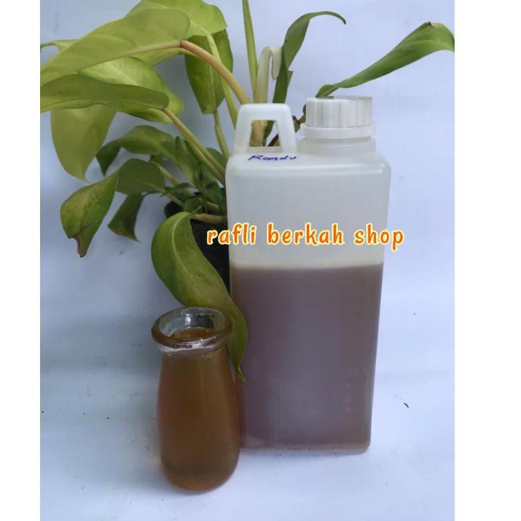 

Terkini B8LC7 Madu asli nektar randu 1 kg 79 Ready Stock