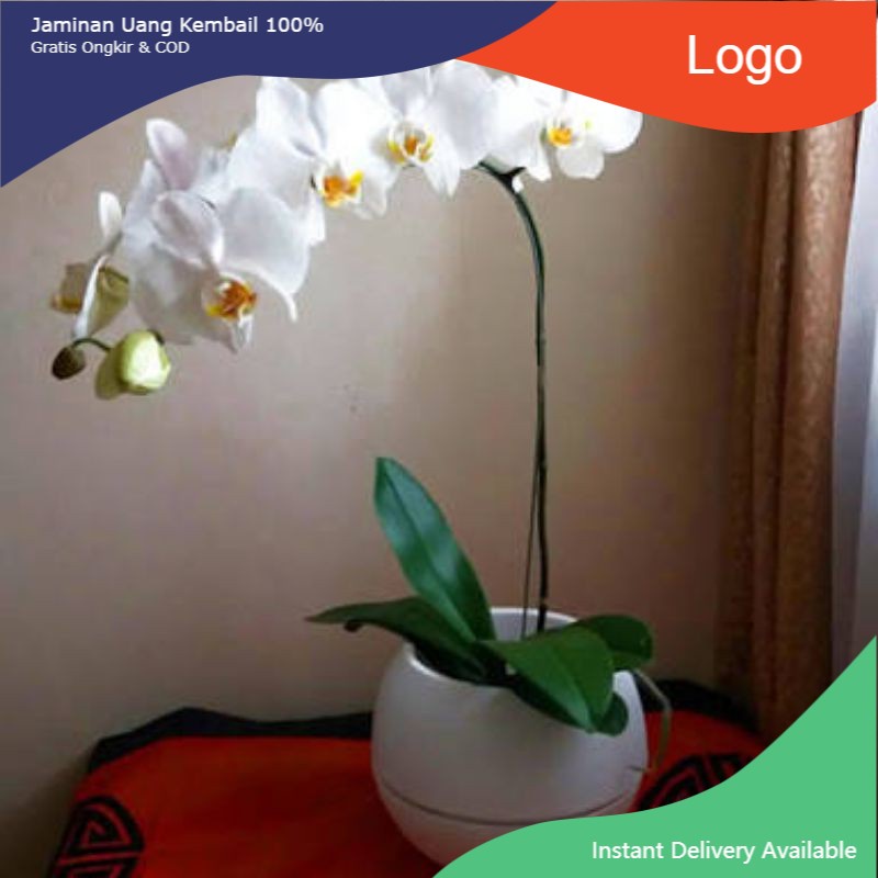 Anggrek bulan putih dewasa / bibit anggrek putih