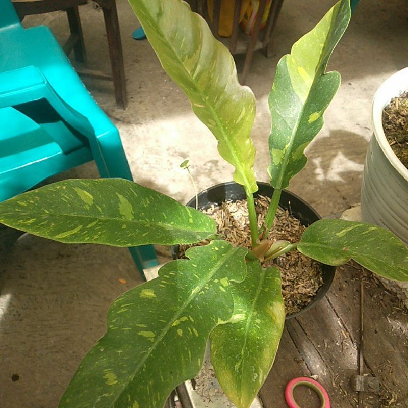 Philodendron Ring Of Fire Varigata