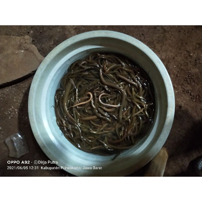 

Belut sawah asli