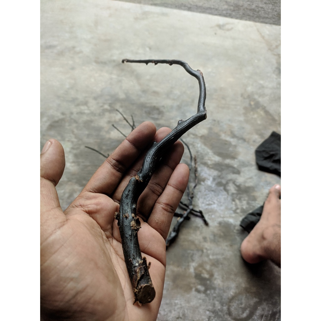 Bahan akar bahar hitam asli makasar size kelingking