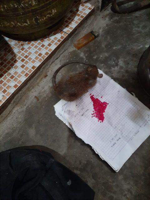 Stok Ready!!! Racun Tikus Merk Mao Wang