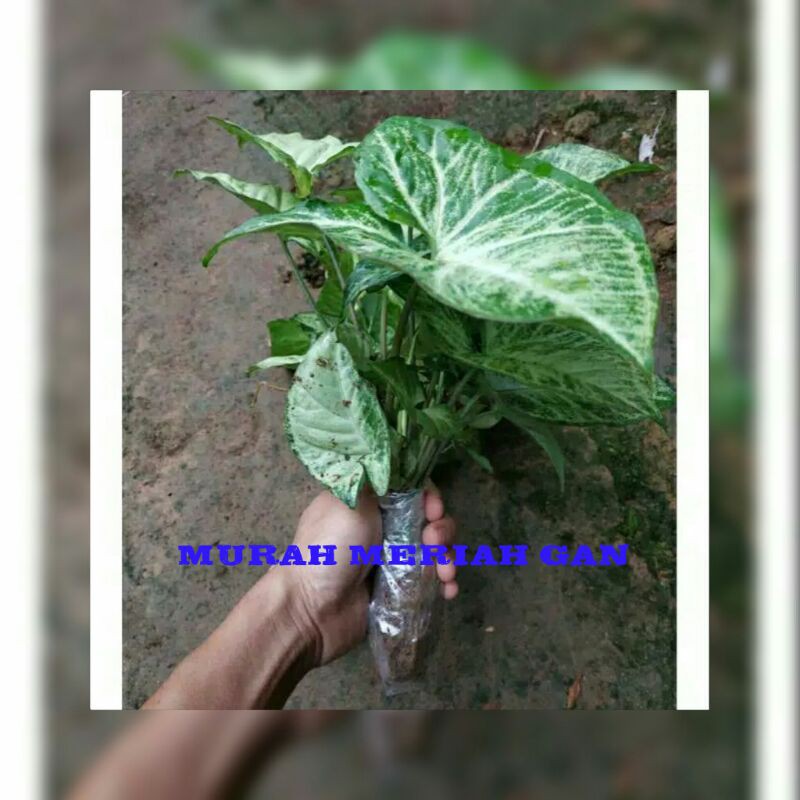 bibit bunga singonium/bunga singonium/tanaman singonium