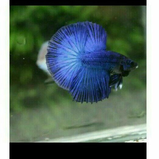 ikan hias cupang halfmoon blue solid