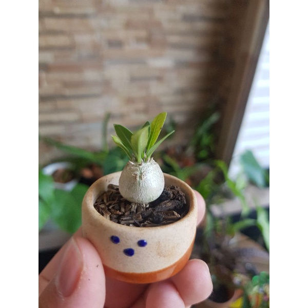 Pachypodium brevicaule (Realpict)