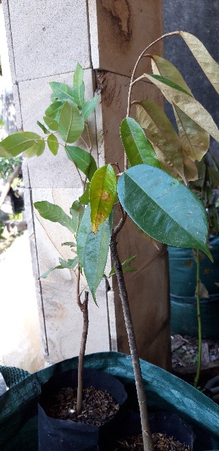 Tanaman Durian Musangking Unggul /bibit Durian Musang King