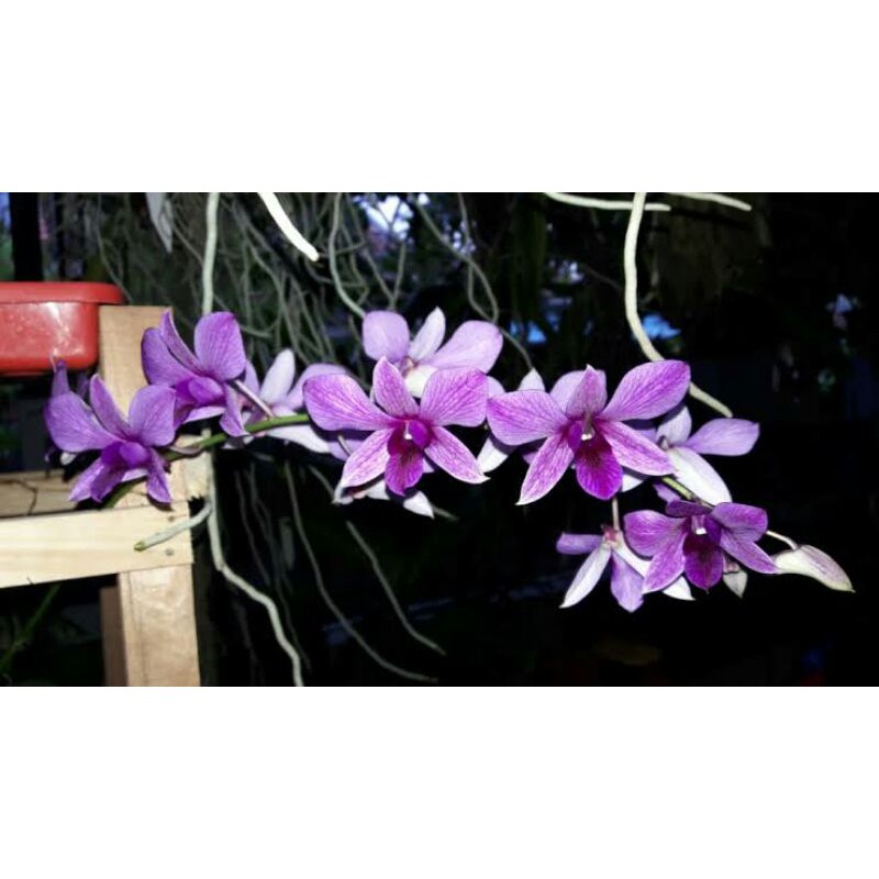 Dendro Bantimurung dewasa