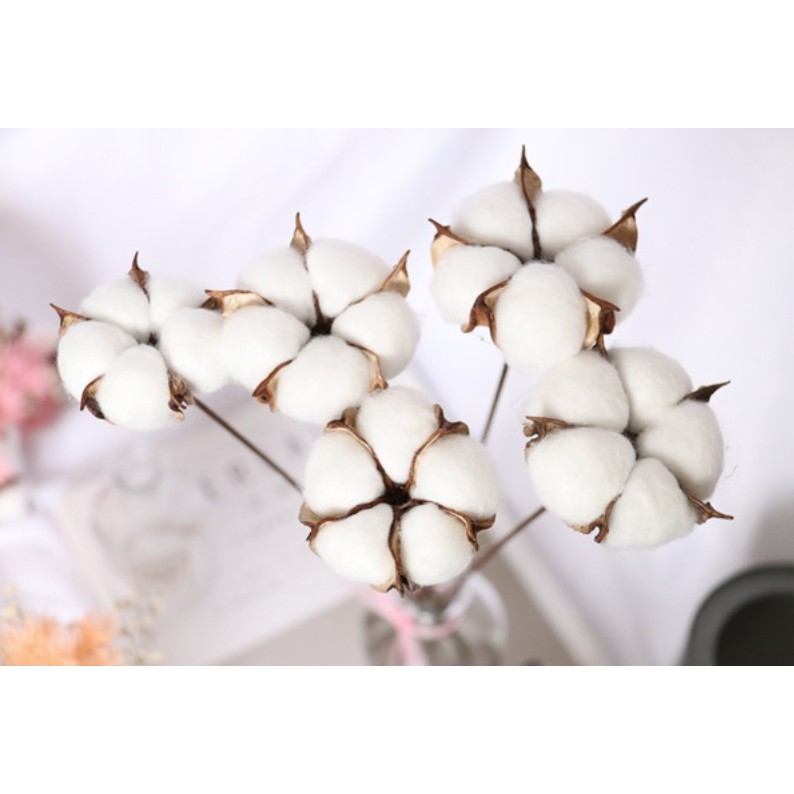 Hiasan Bunga Cotton Flower Bunga Kapas Asli Single Stem Dekorasi Artificial per tangkai