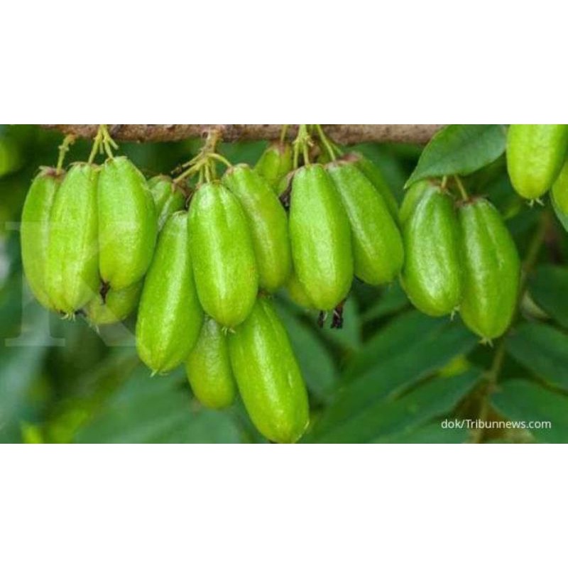 

blimbing wuluh 500g hanya 19k