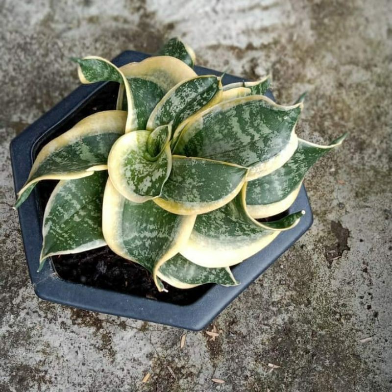 sansivieria hahnii twister tsunami