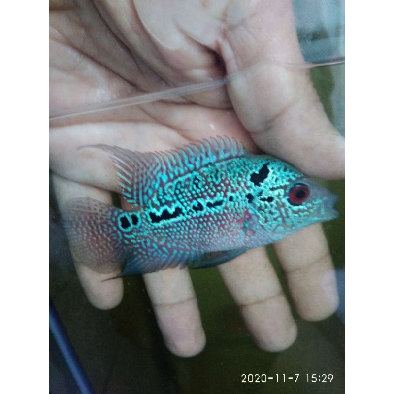 kamfa F3 size 7cm